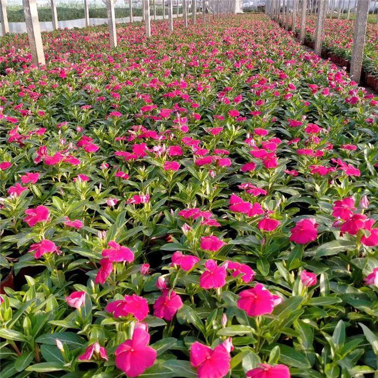 麦田  长春花种植基地  四季常绿
