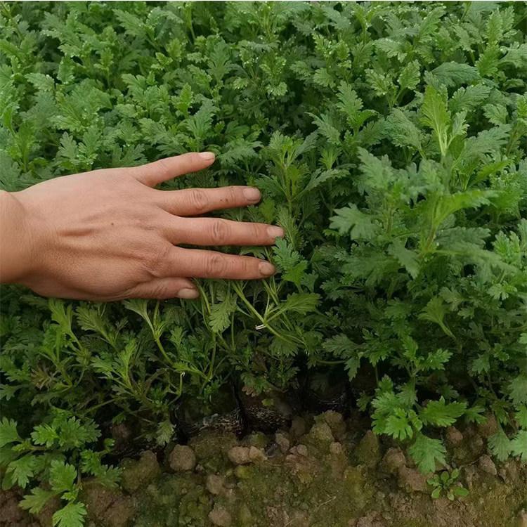 美女樱花海  美女樱小苗  叶形别致花形娇小