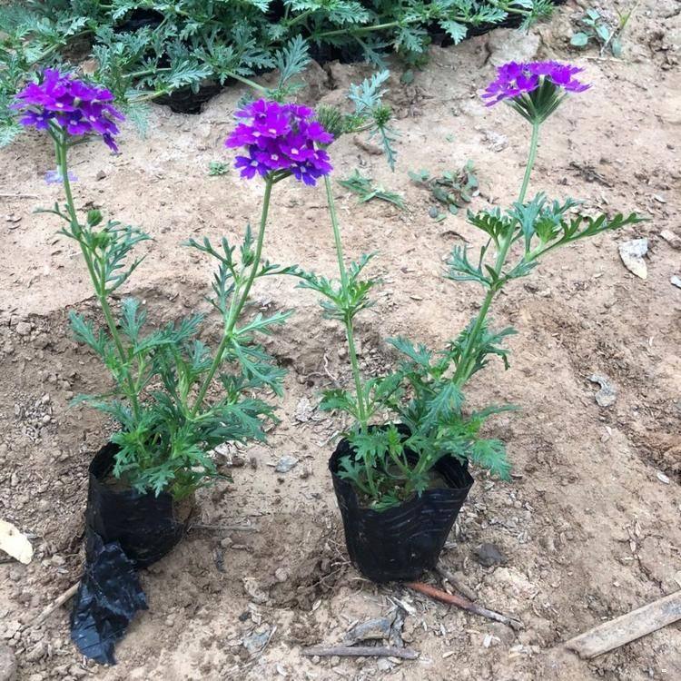 花开繁茂  美女樱小苗  花坛，花境点缀用花