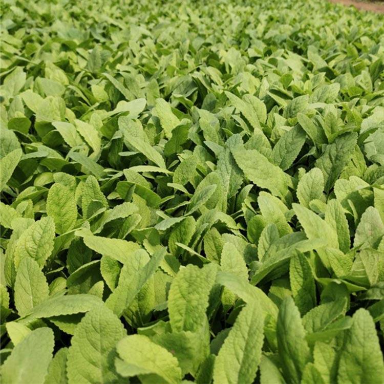 好苗出售 鼠尾草 鼠尾草大量批发