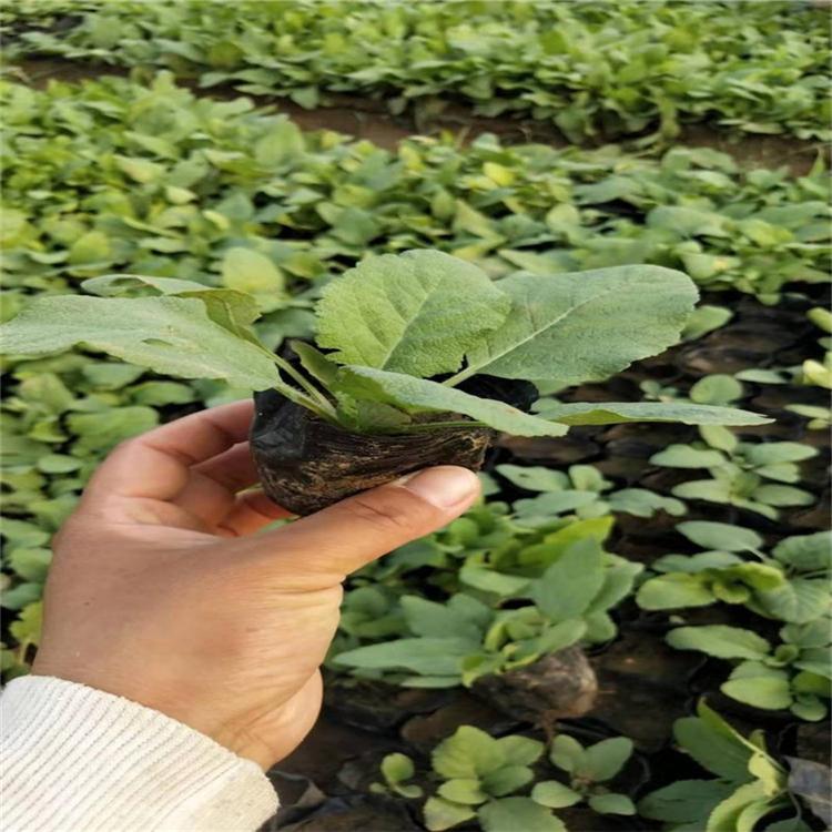 价格从优 绿化用鼠尾草 绿化用鼠尾草批发商