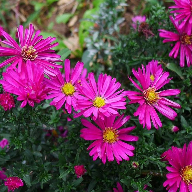 庭院绿植荷兰菊   荷兰菊种植基地   可片植、丛植、切花