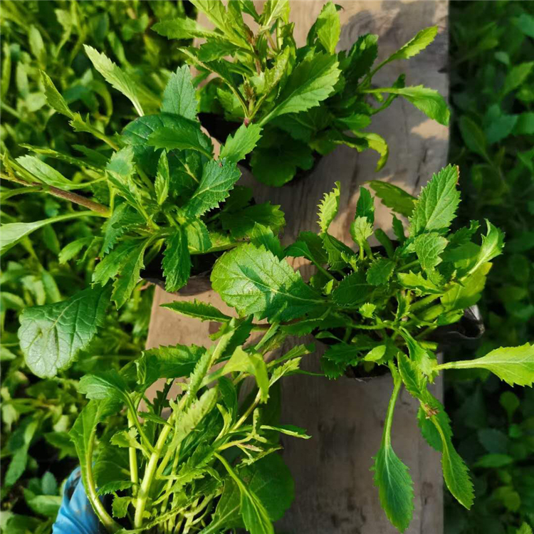 麦田  马鞭草批发  多年生直立草本植物
