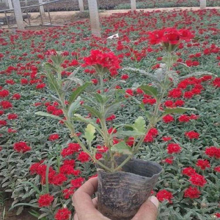 花开繁茂  美女樱直销  花色丰富