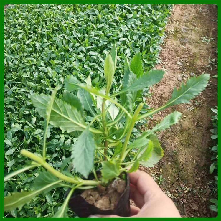 麦田  马鞭草种植基地  耐旱能力强