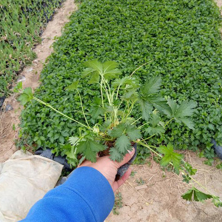 青州委陵菜   委陵菜供货商 基地种植