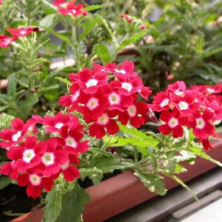 草花基地  美女樱直销  叶形别致花形娇小