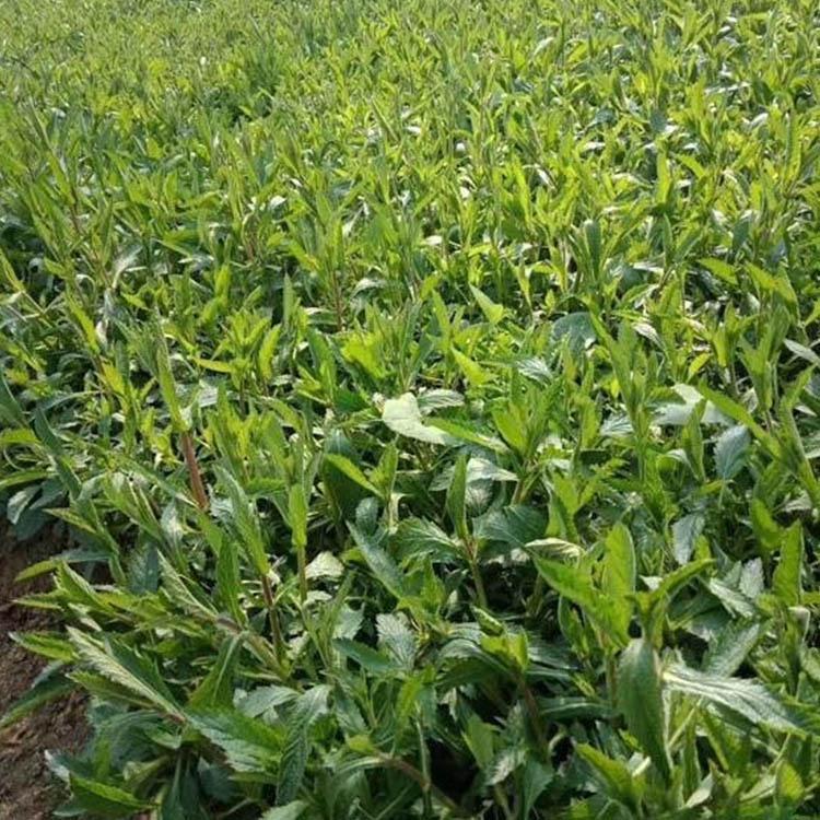 麦田  马鞭草小苗  观赏价值高