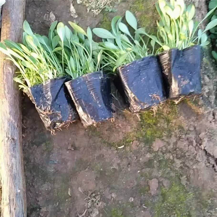 道路绿化金鸡菊报价  金鸡菊苗  花大色艳，常开不绝