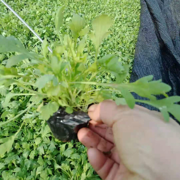 麦田   冰岛虞美人小苗  四季开花