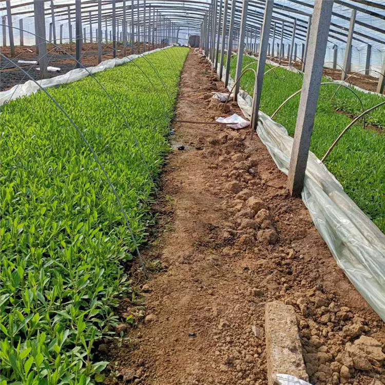 麦田  马鞭草供应商  喜温暖气候