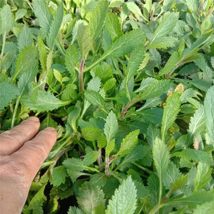 麦田  马鞭草批发  马鞭草供应
