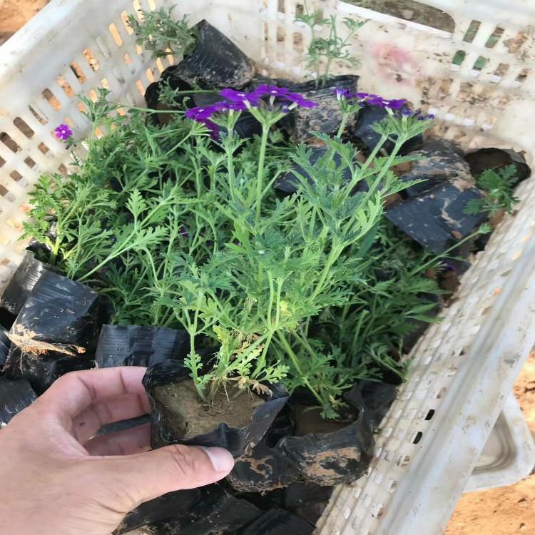 大量供应  美女樱种植基地  着花繁盛，花期长