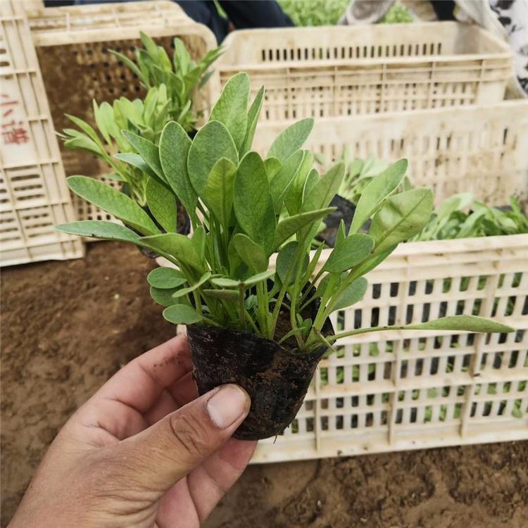 麦田  金鸡菊苗  多芽金鸡菊价格 花朵繁盛鲜艳，冬叶长绿