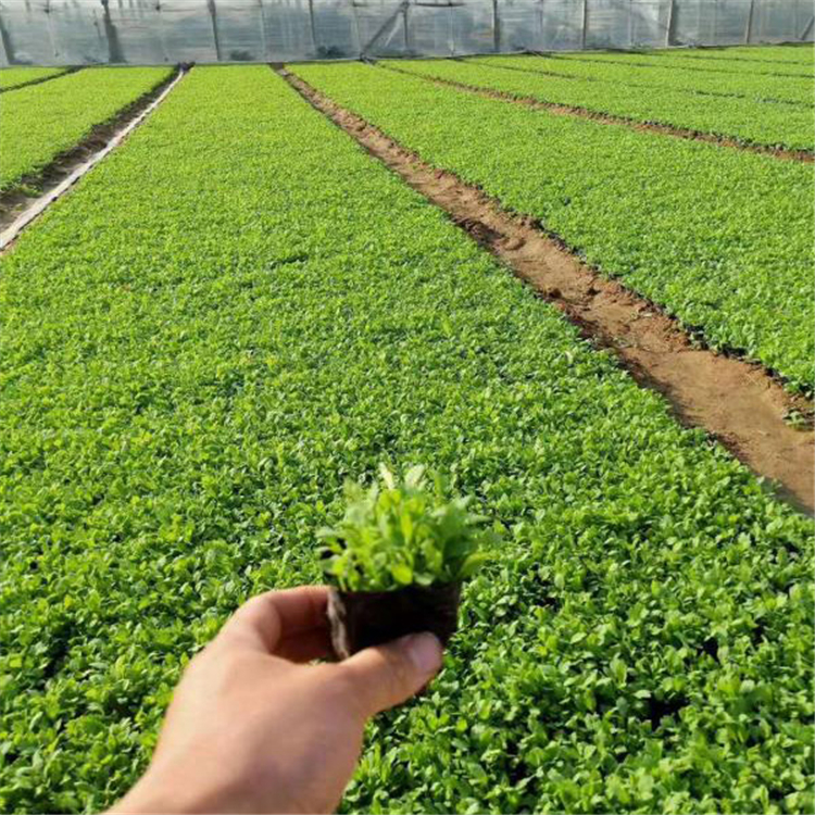 麦田   冰岛虞美人种植基地  混色单色虞美人种子