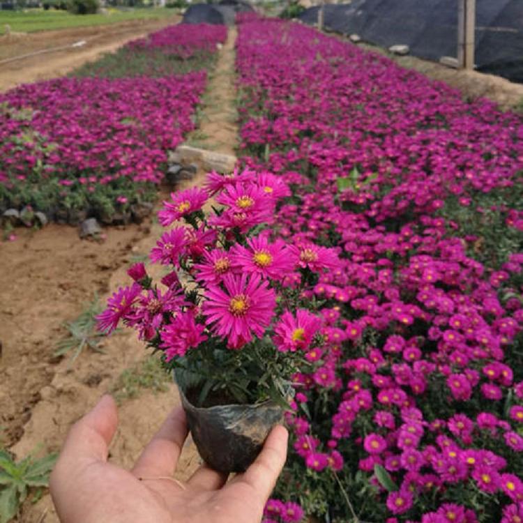 麦田  荷兰菊行情  量大优惠