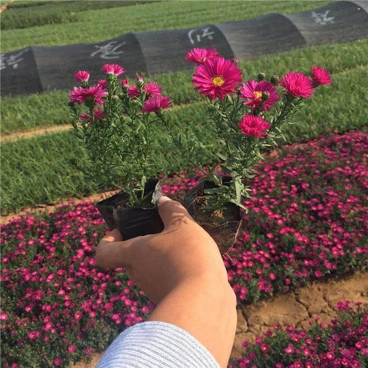 麦田  荷兰菊  可片植、丛植、切花