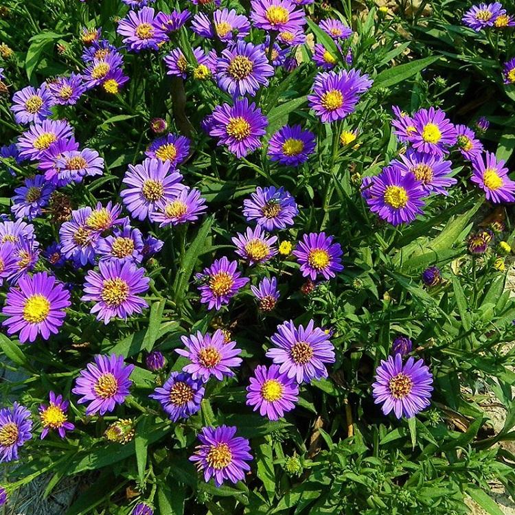 耐寒宿根花卉   荷兰菊   花繁色艳