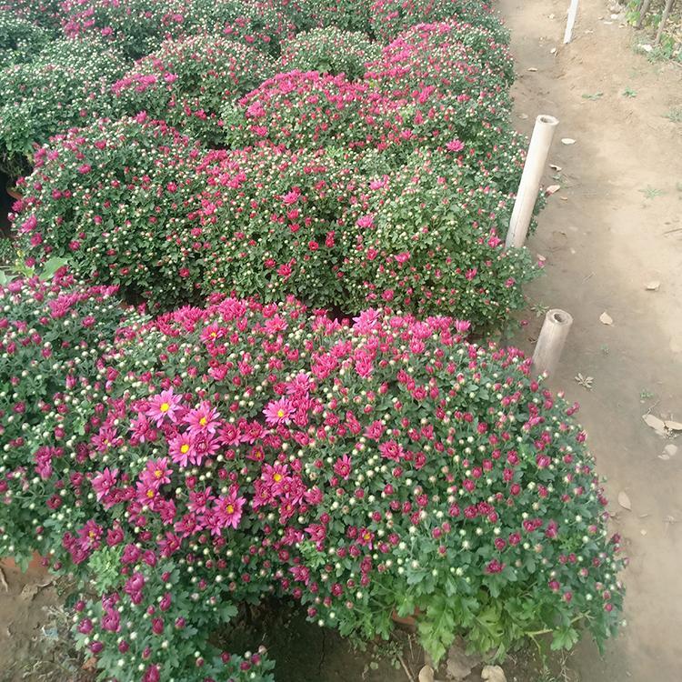 双色盆国庆菊报价  菊花造型  花姿优美