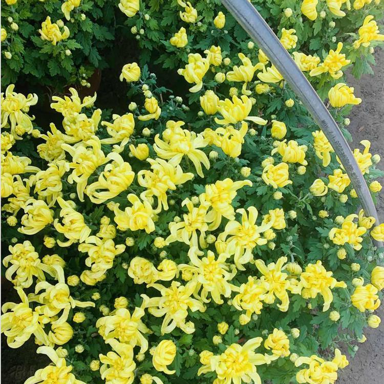 欣彤  青州国庆菊  株型矮壮