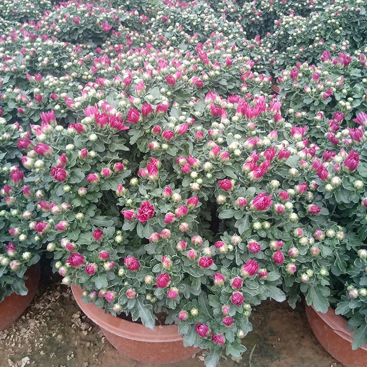 多色系花坛点缀  国庆菊种植基地  夏秋季开花观赏效果好