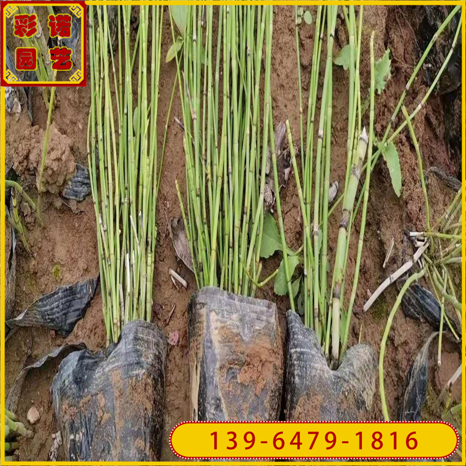 批发多种水生花卉 花叶木贼草小苗 水生植物木贼苗基地