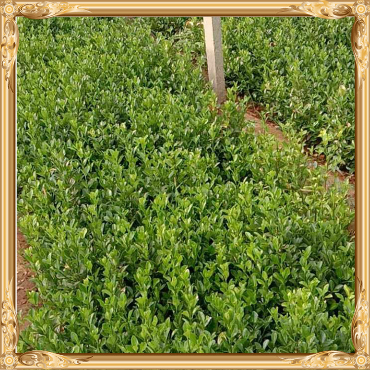 旭腾  栽植北海道黄杨  根系发达，生长旺盛