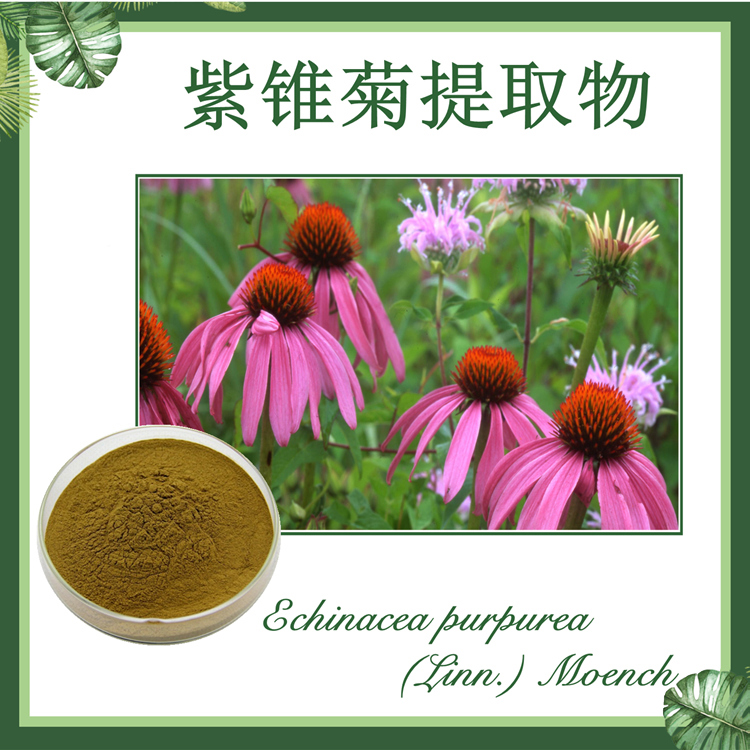 供应：紫锥菊提取物10:1 松果菊提取物 紫锥花提取物