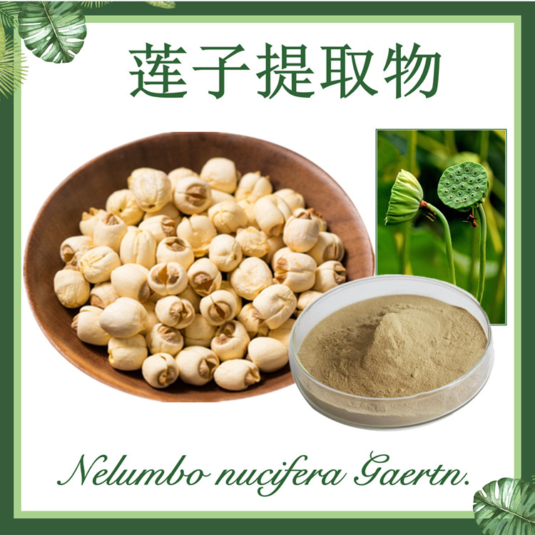 莲子提取物10:1  莲米提取物  莲肉提取物  现货供应