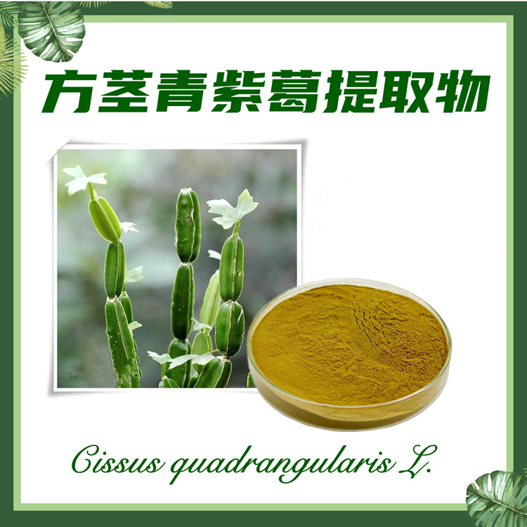供应：方茎青紫葛提取物10:1  翡翠阁提取物