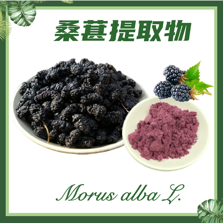 桑葚提取物10:1 桑果提取物 桑椹子提取物 现货供应