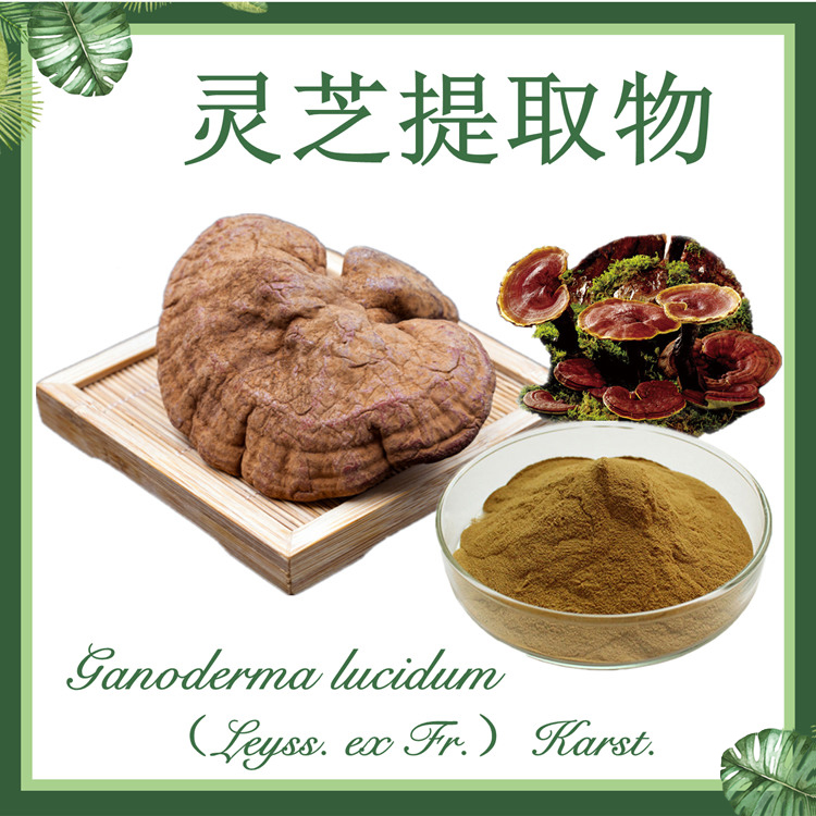 灵芝提取物10:1 赤芝提取物 红芝提取物