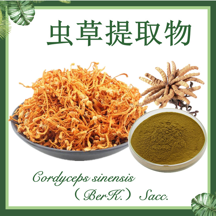供应：虫草提取物10:1  虫草菌丝体提取物