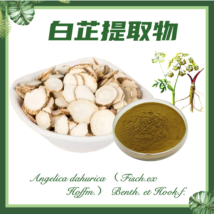 白芷提取物10:1  川白芷提取物  现货供应