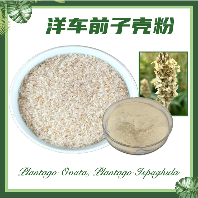 洋车前子壳粉 洋车前子纤维  洋车前子提取物  现货供应