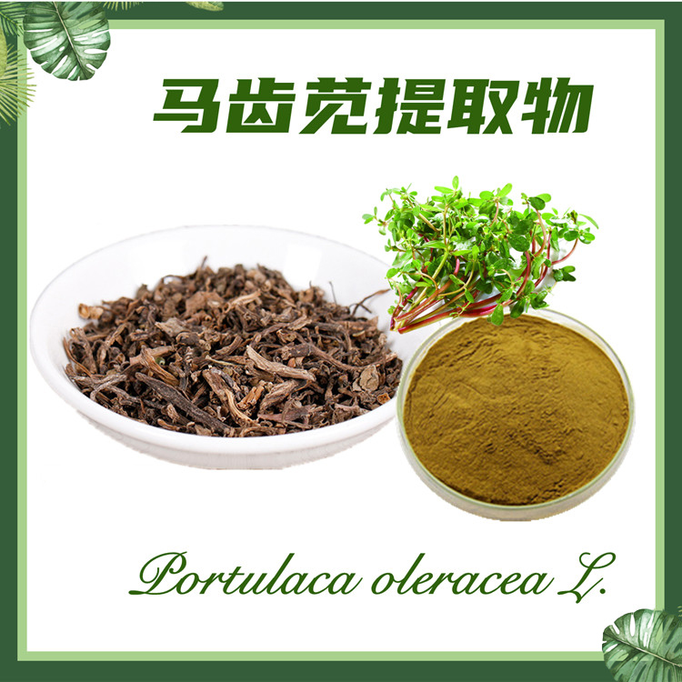 马齿苋提取物10:1 马齿菜提取物 五行草提取物  现货供应