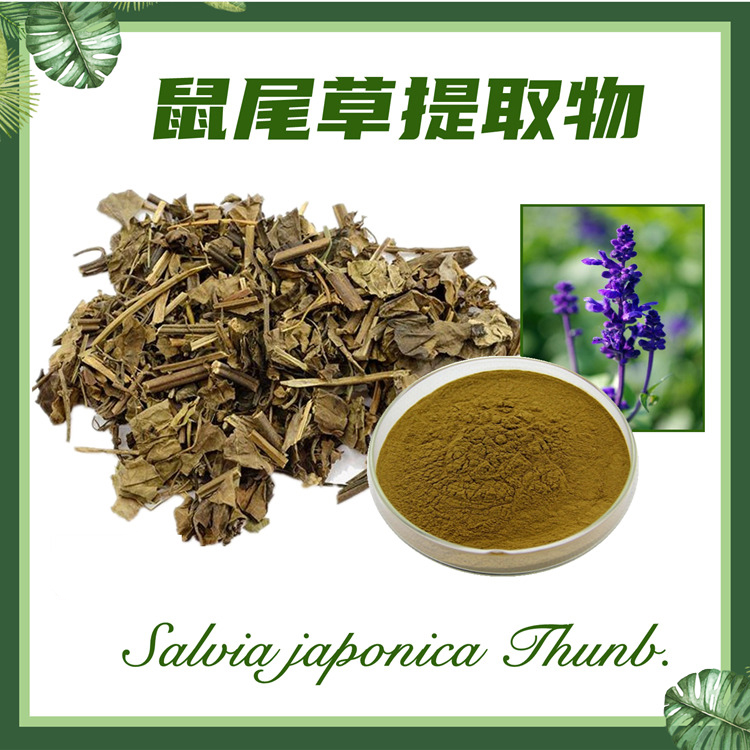 供应：鼠尾草提取物10:1  紫花丹提取物  洋苏草提取物