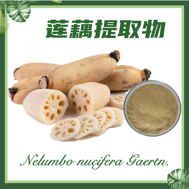 莲藕提取物10:1  藕节提取物