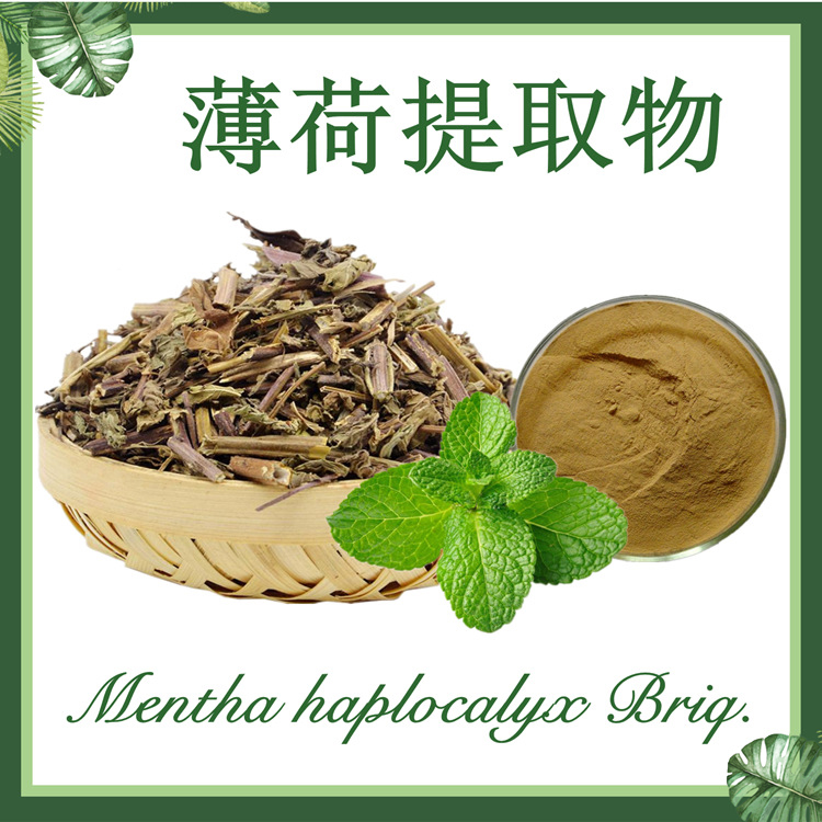 薄荷提取物10:1 银丹草提取物  现货供应