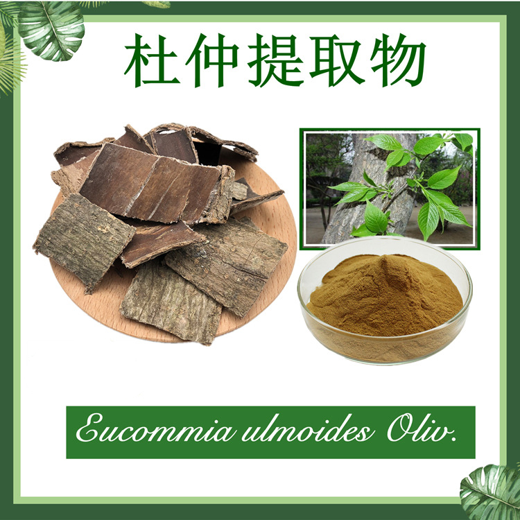 杜仲提取物10:1 丝棉皮提取物  胶树提取物