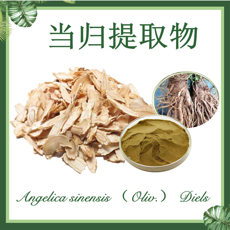 【慈缘生物供应】当归提取物10:1  东当归提取物  藁本内酯