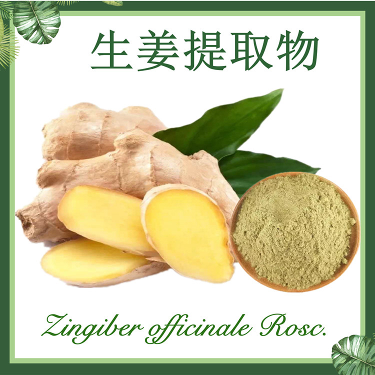 【慈缘生物】生姜提取物10:1  姜根提取物