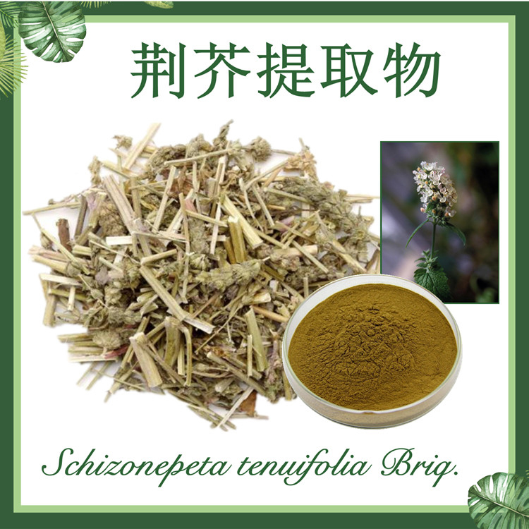 荆芥提取物10:1 香荆荠提取物 四棱杆蒿提取物
