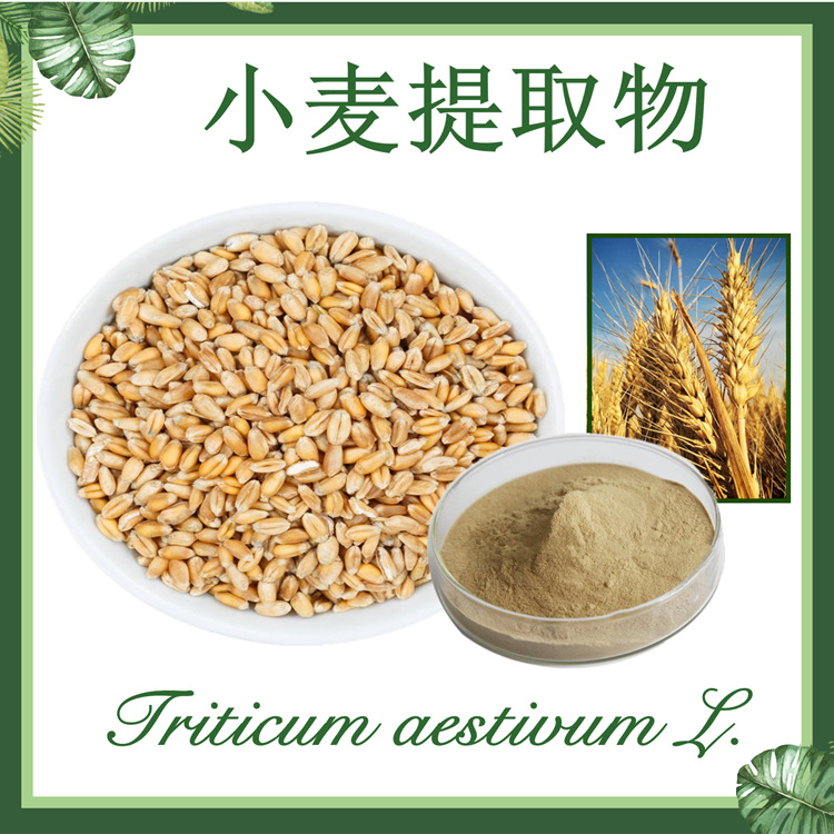 小麦提取物10:1  小麦种子提取物  现货供应
