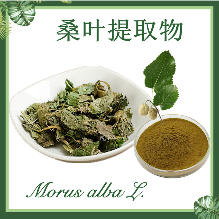 桑叶提取物10:1 黄桑叶提取物 现货供应