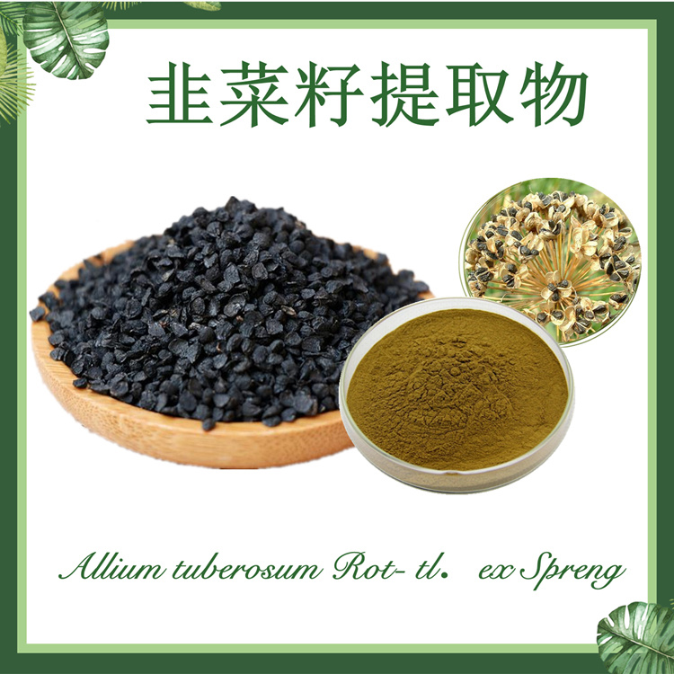 供应：韭菜籽提取物10:1 韭菜子提取物 韭菜仁提取物