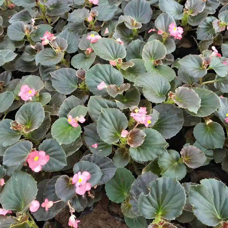 慧帆四季海棠 花坛花卉植物 山东四季海棠批发