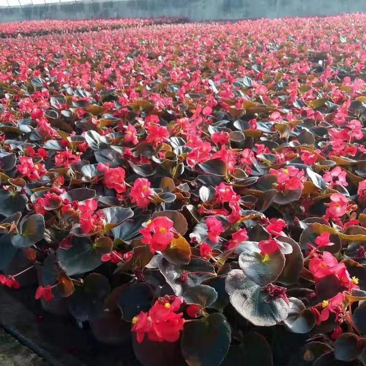 花境盆栽花卉 四季海棠基地销售 慧帆
