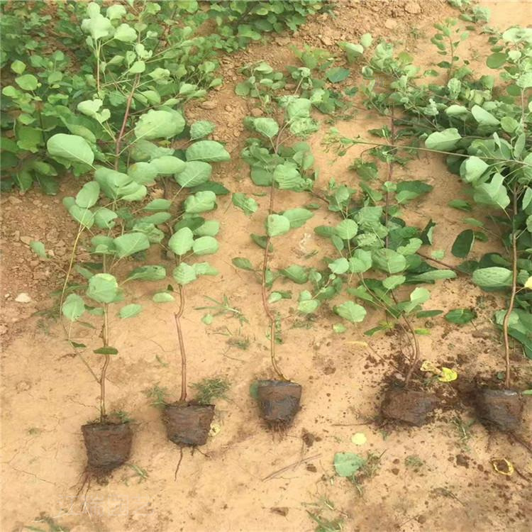 园林绿化点缀黄栌基地 黄栌小苗 盆栽黄栌批发