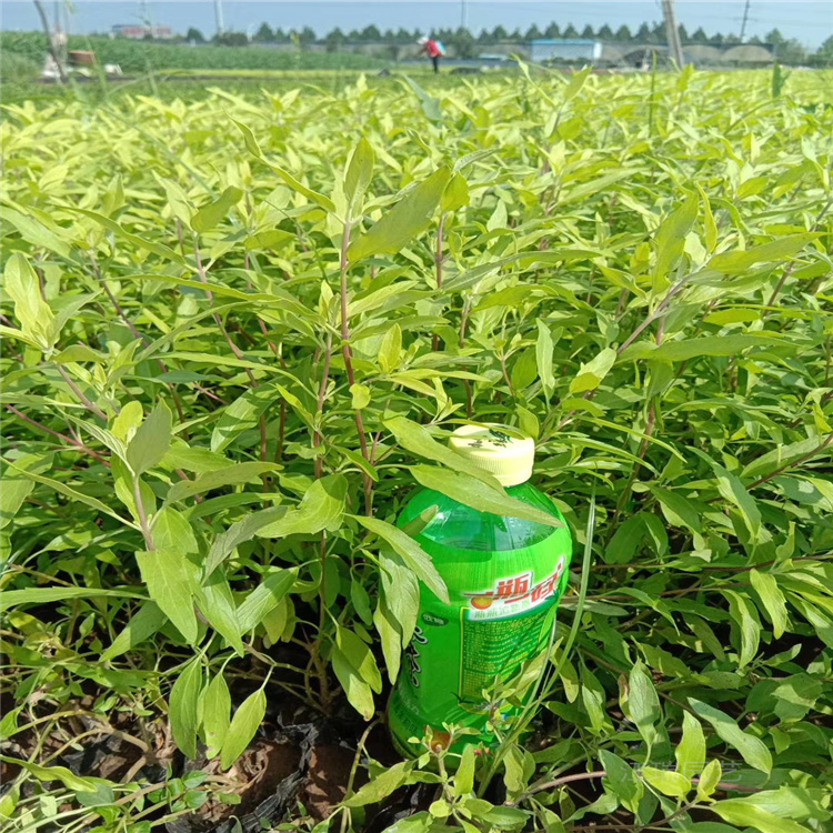 地被色篱金叶莸价格 金叶莸小苗批发 江瑞园艺